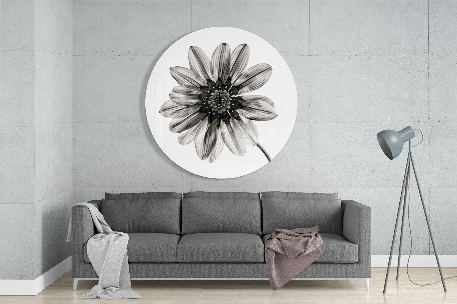 Monochrome Gazania Daisy Glass Wall Art