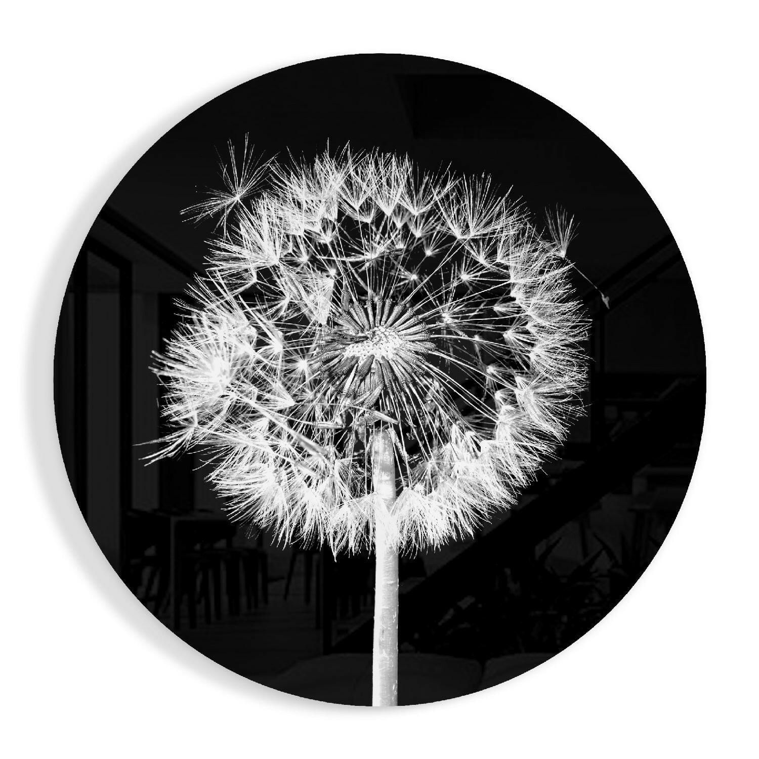Backlit Dandelion Round Black Glass Wall Art
