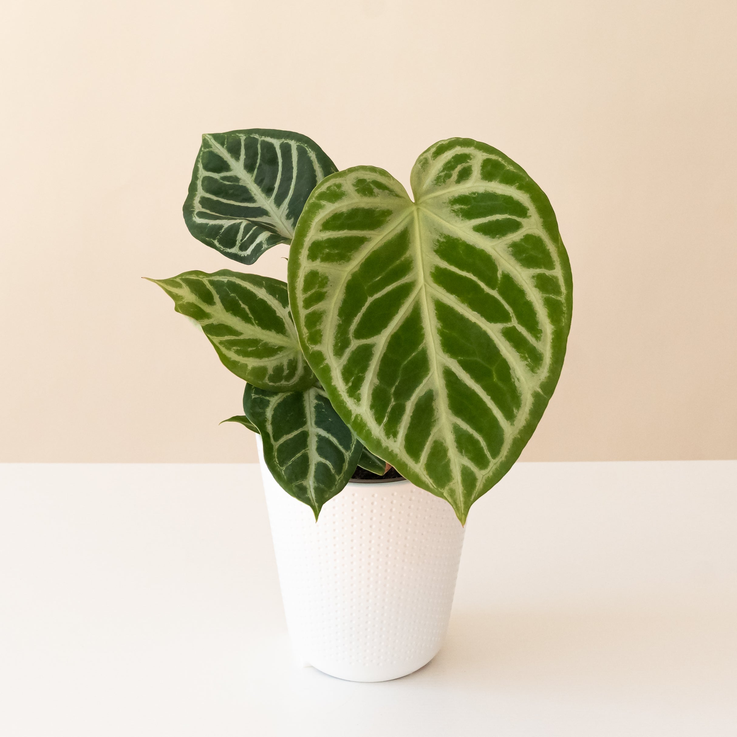 Arching Amour® Heart&