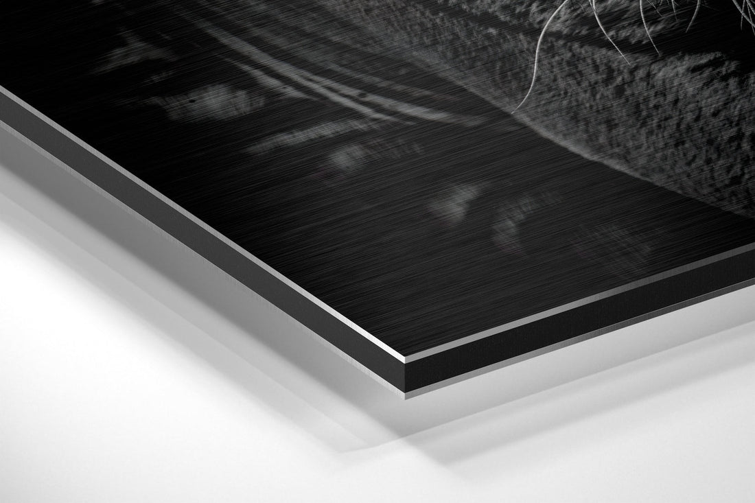 Eye of the Tiger Brushed Aluminium Dibond Wall Art
