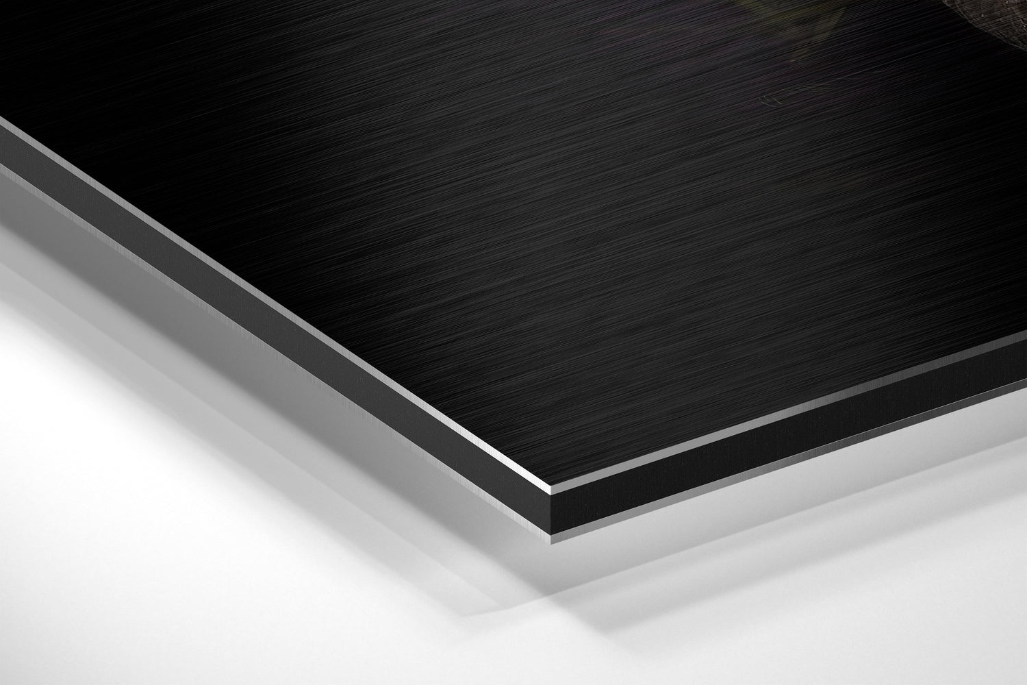 Black Swan Brushed Aluminium Dibond Wall Art