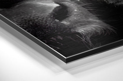 Buffalo Brushed Aluminium Dibond Wall Art