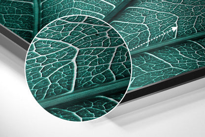 Teal Green Leaf Veins Macro Brushed Aluminium Dibond Wall Art