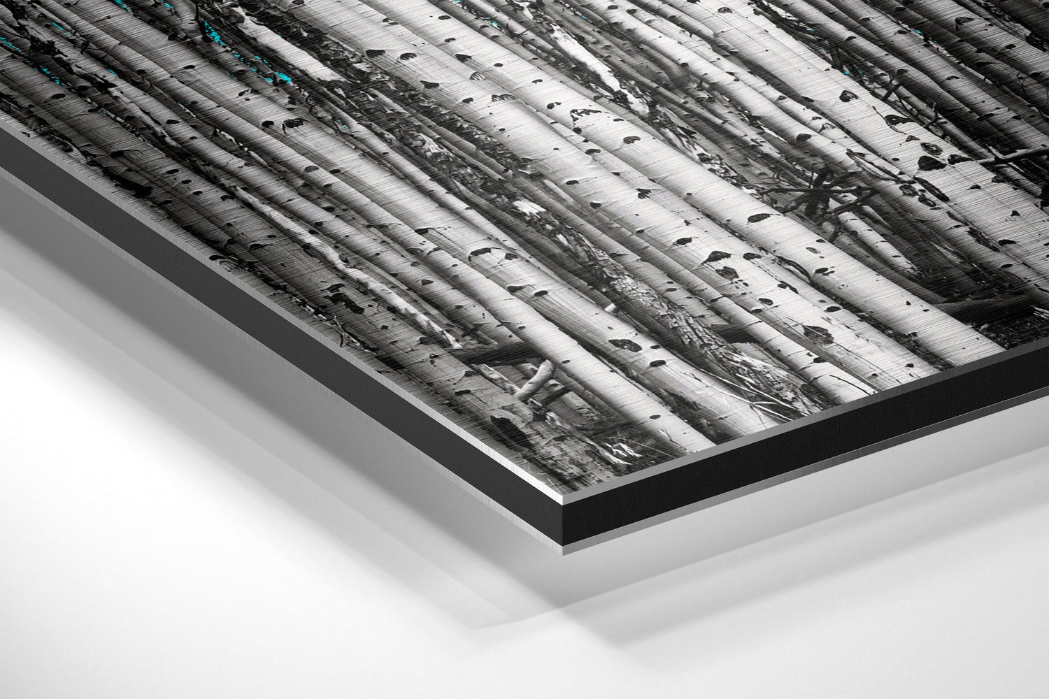 White Birch Trunks With Turquoise Leaves Brushed Aluminium Dibond Wall Art