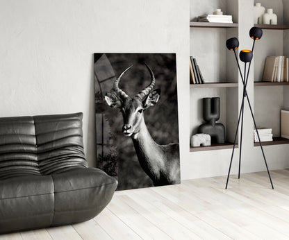 Black and White Impala Portrait Glass Wall Art