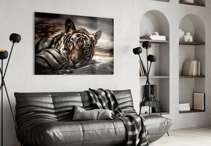 Resting Sepia Tiger Glass Wall Art