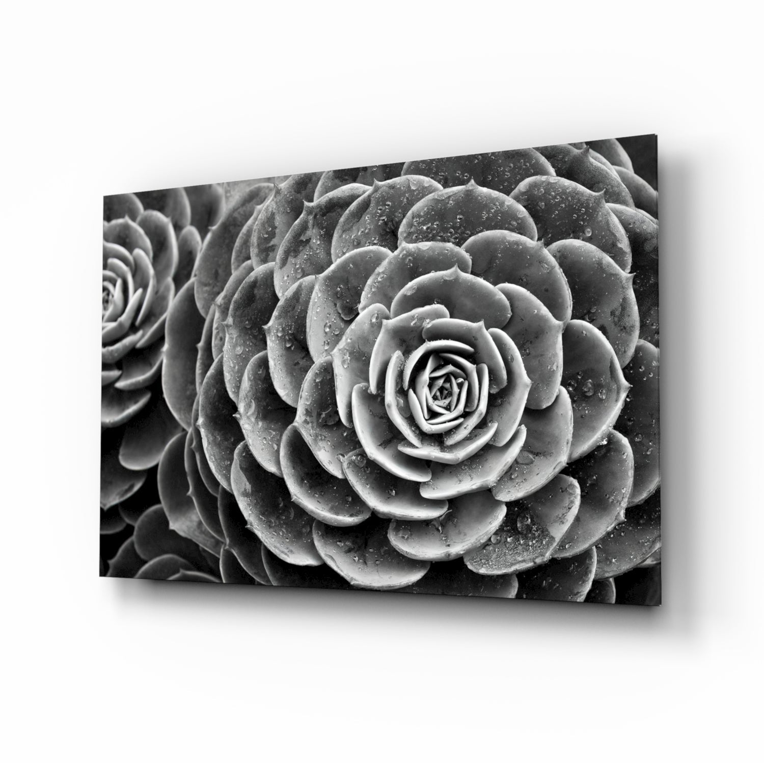 Monochrome Succulent Rosette Glass Wall Art