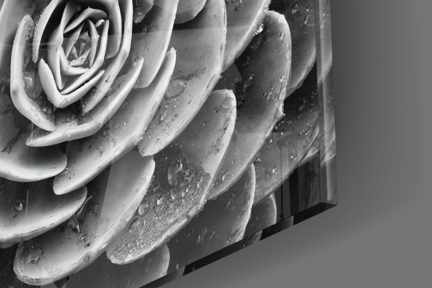 Monochrome Succulent Rosette Glass Wall Art