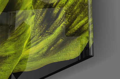 Glowing Chartreuse Poppy Bloom Glass Wall Art
