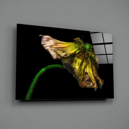Wilting Yellow Poppy Glass Wall Art