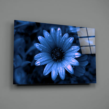 Blue Dewy Daisy Bloom Glass Wall Art