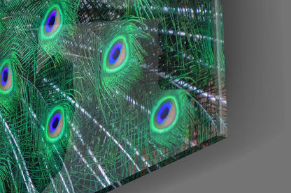 Peacock Fanned Tail Display Glass Wall Art
