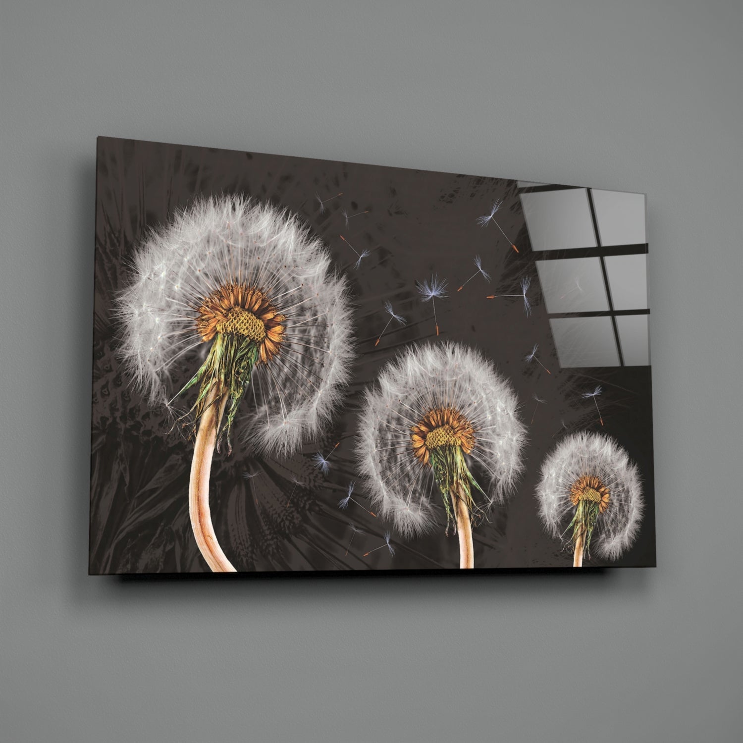 Three Dandelion Seed Heads on Charcoal Glass Wall Art