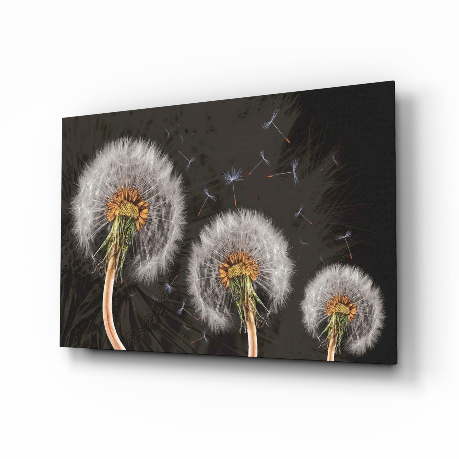 Three Dandelion Seed Heads on Charcoal Glass Wall Art
