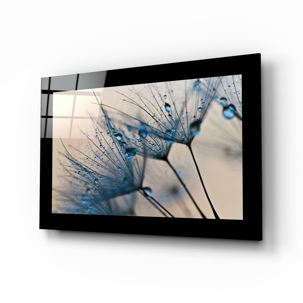 Blue Dew Drops on Dandelion Seeds Glass Wall Art