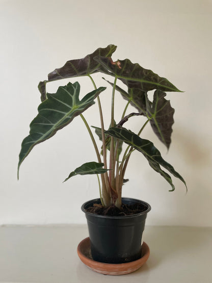 Alocasia Polly &