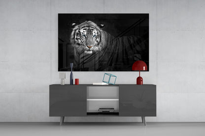 Reclining Blue Eyed Tiger Glass Wall Art