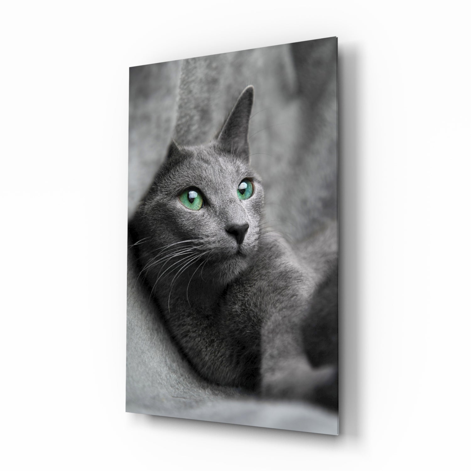 Green Eyed Gray Cat Glass Wall Art