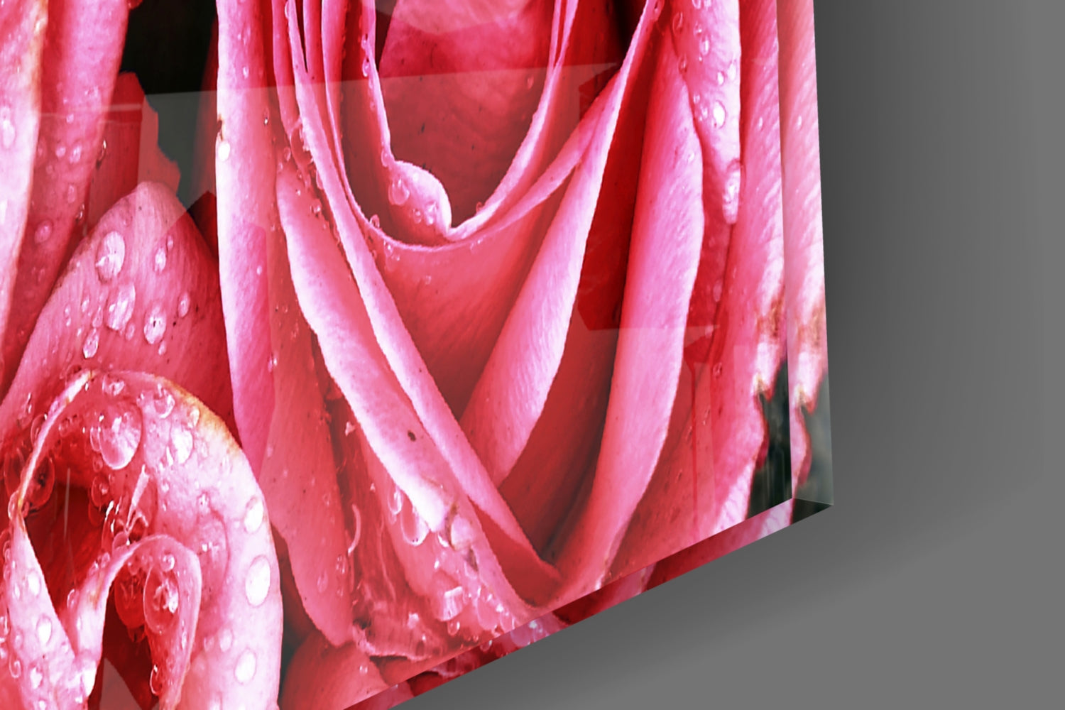 Dewy Pink Rose Bouquet Closeup Glass Wall Art