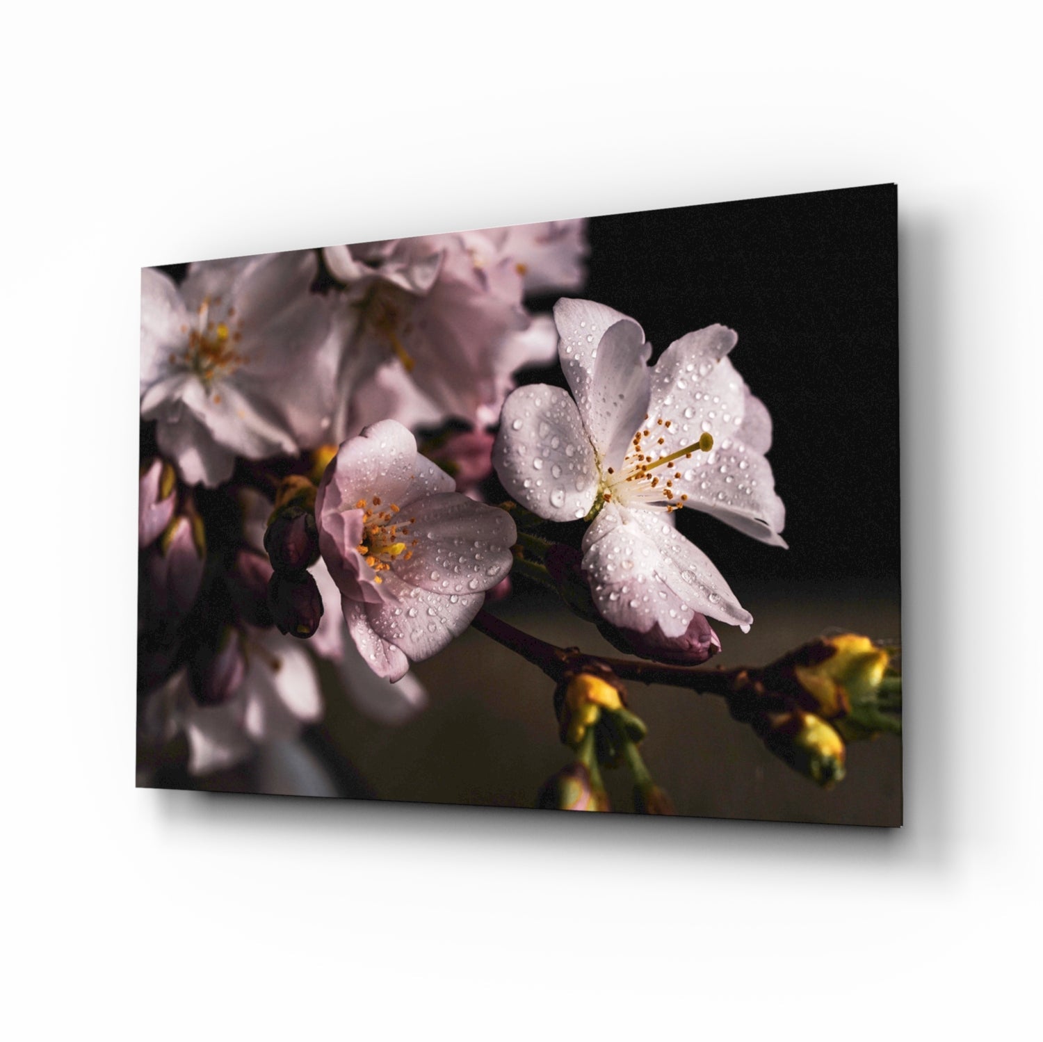 Dewdrop Pink Cherry Blossoms Glass Wall Art