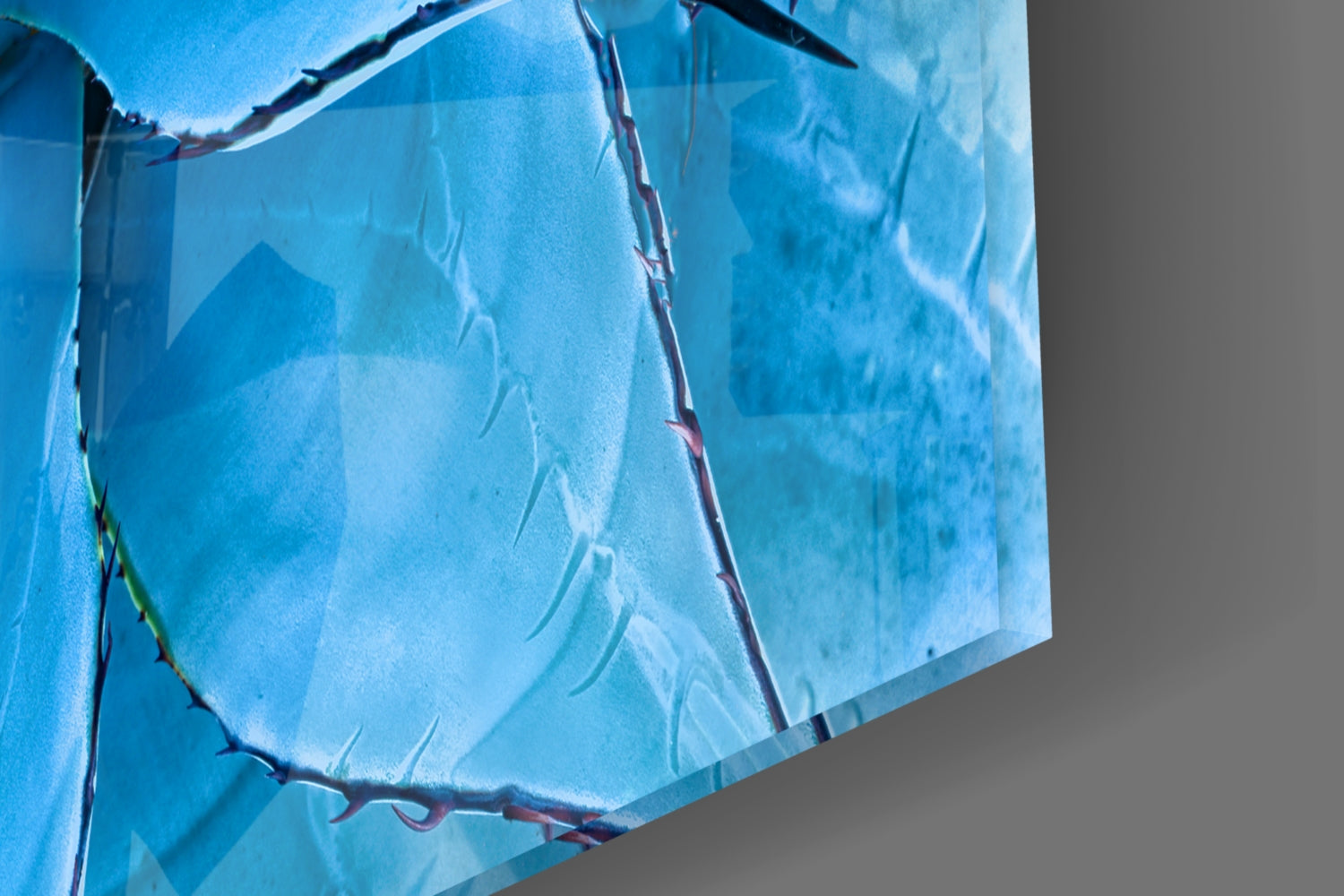 Blue Agave Succulent Rosette Glass Wall Art