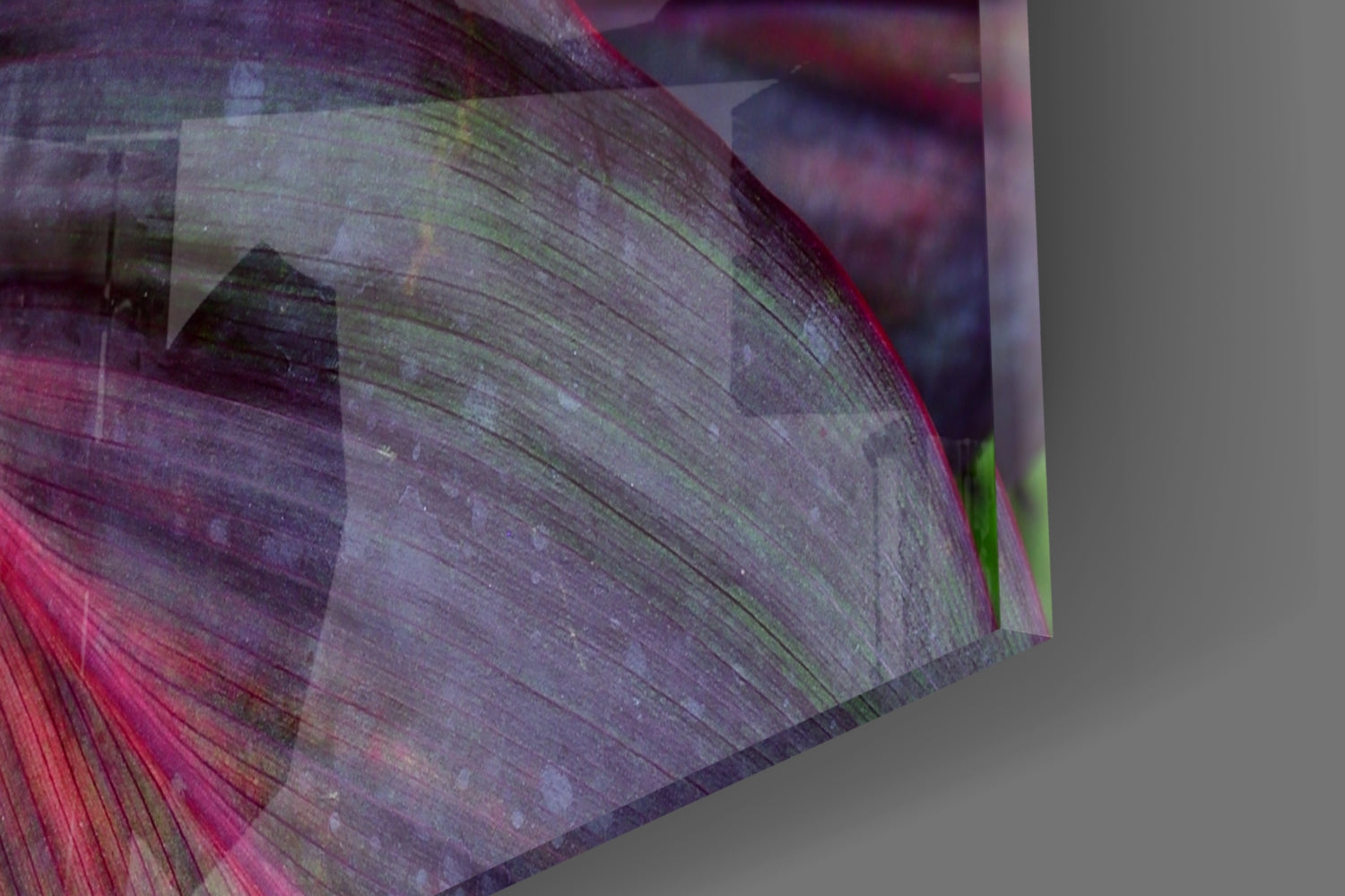 Magenta Cordyline Leaves Glass Wall Art