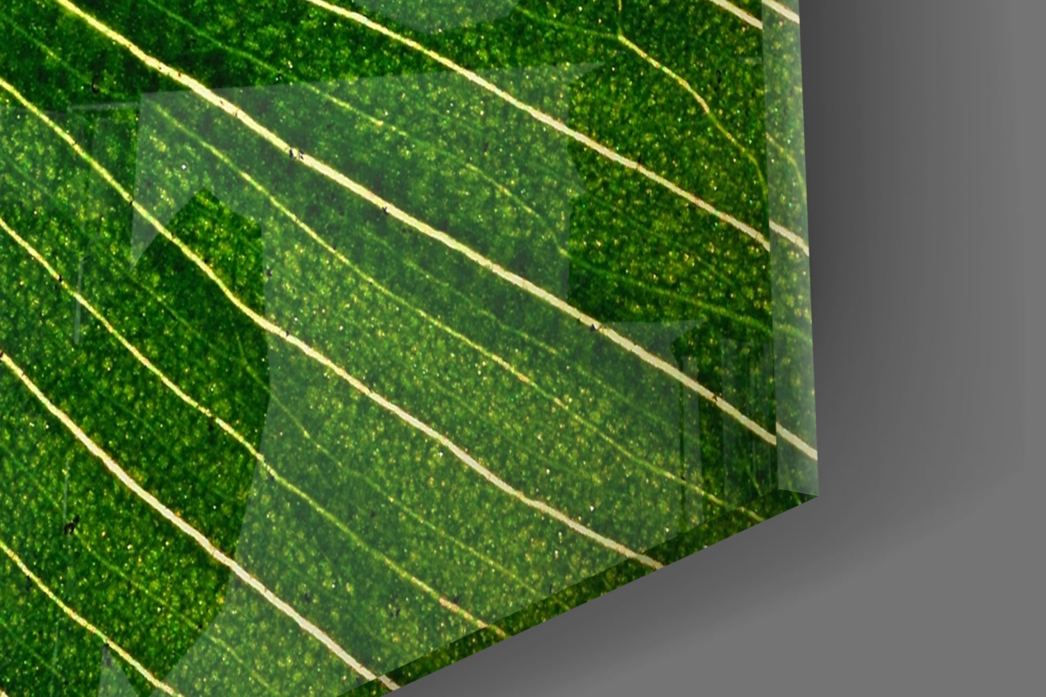 Radiating Green Leaf Vein Lines Glass Wall Art