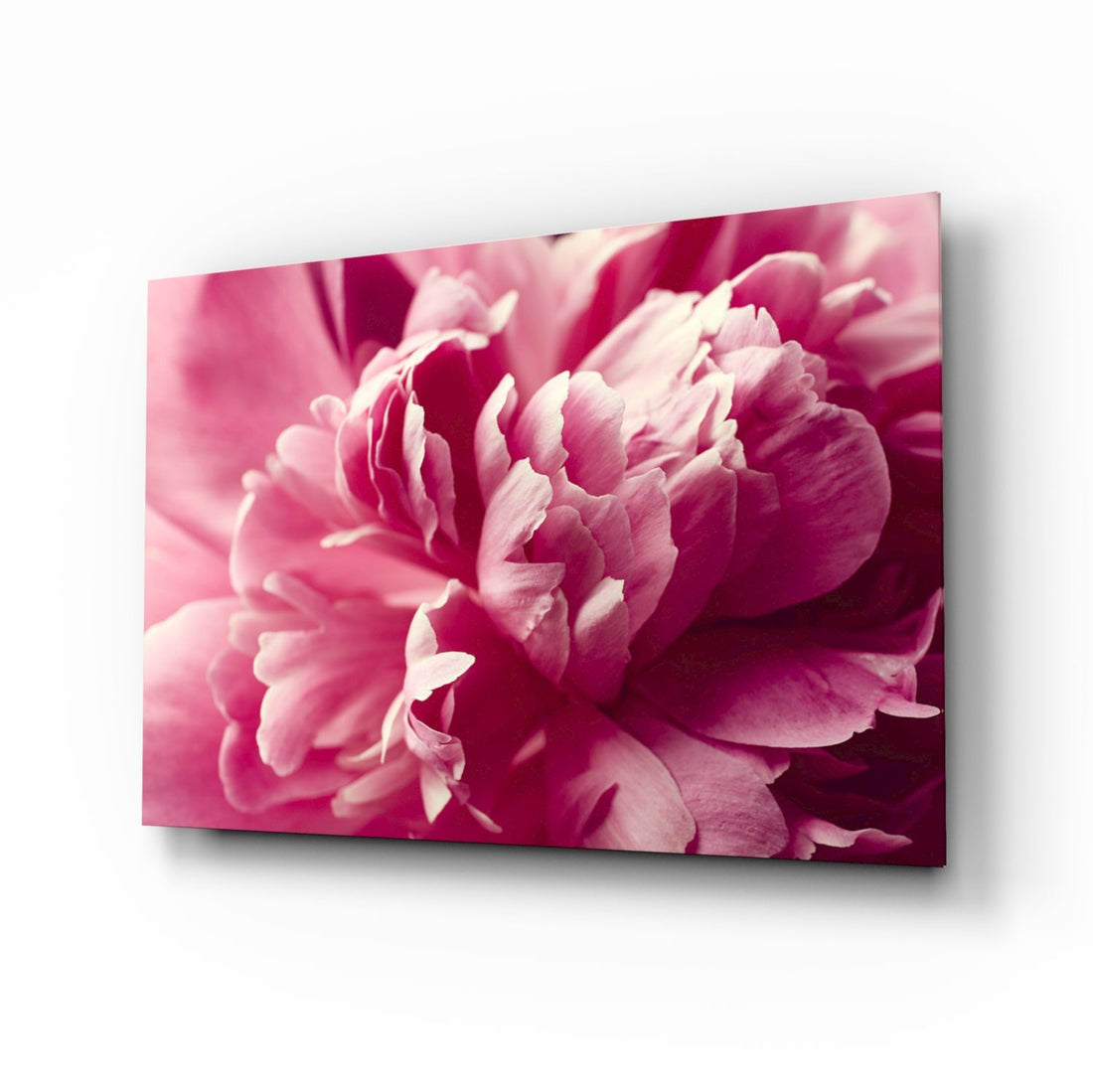 Hot Pink Peony Petal Macro Flower Glass Wall Art