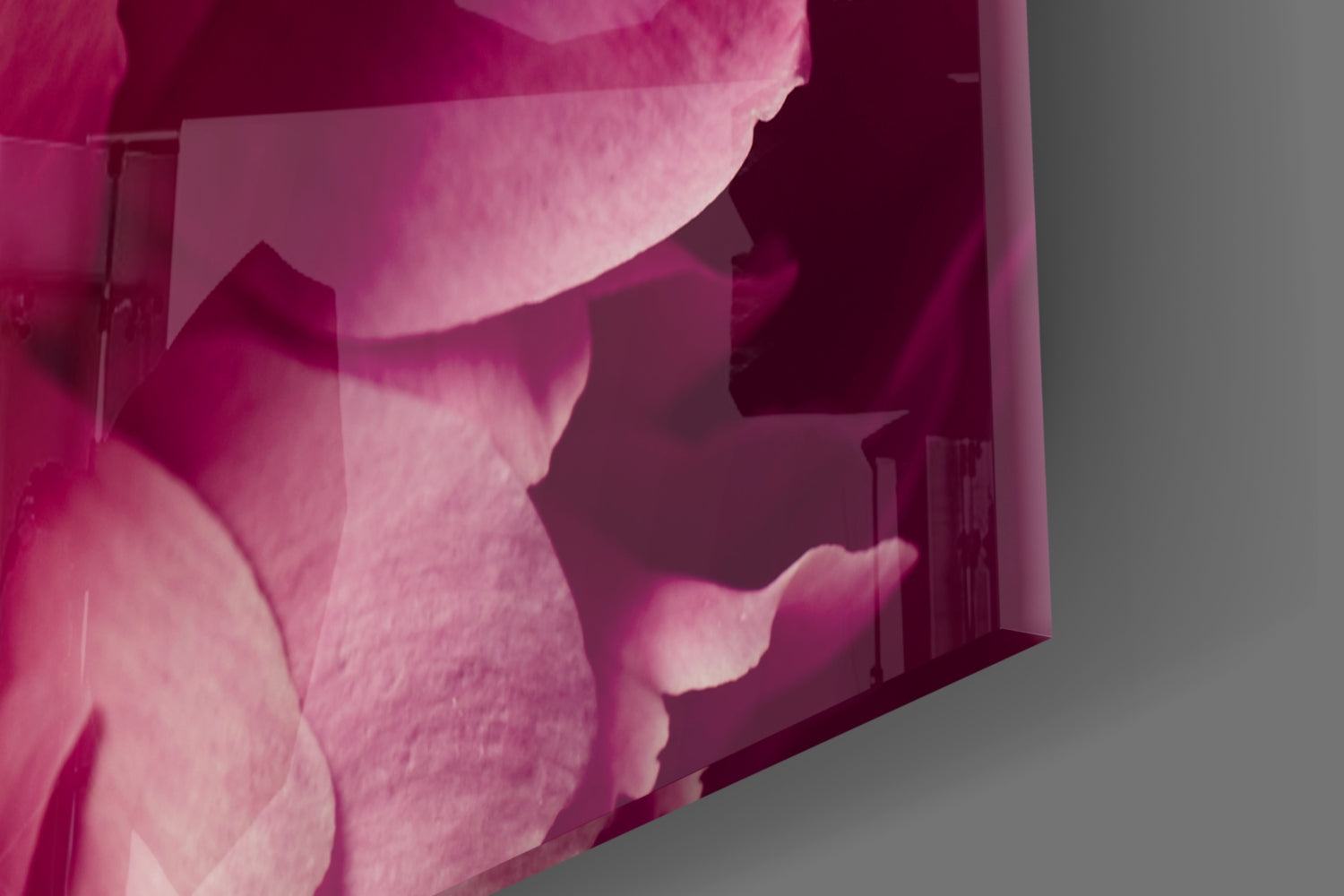 Hot Pink Peony Petal Macro Flower Glass Wall Art