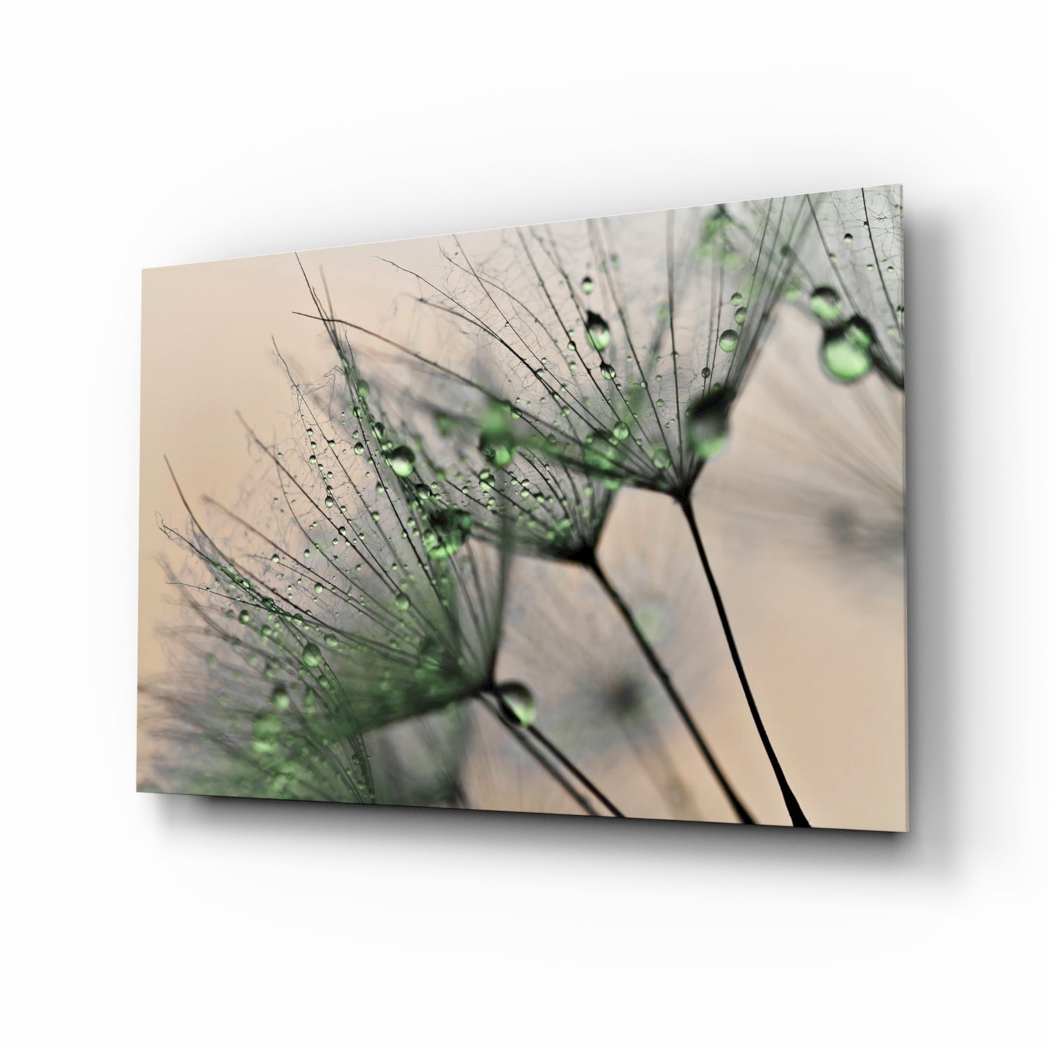 Green Dew Drops Dandelion Wisp Glass Wall Art