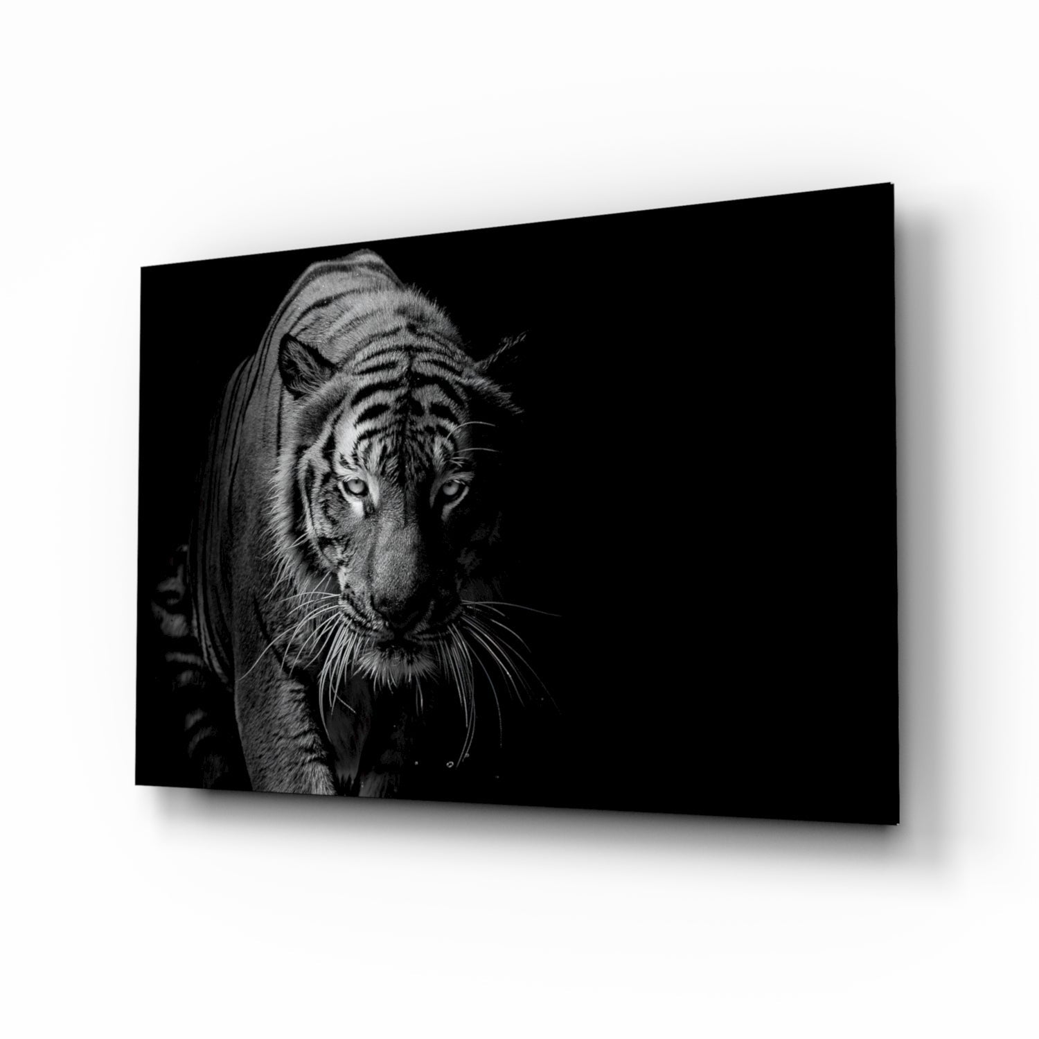 Tiger Emerging From Shadow Glass Wall Art