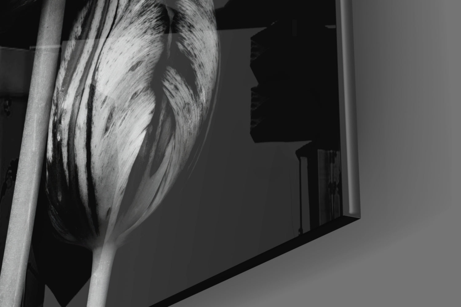 Three Parrot Tulips on Black Glass Wall Art