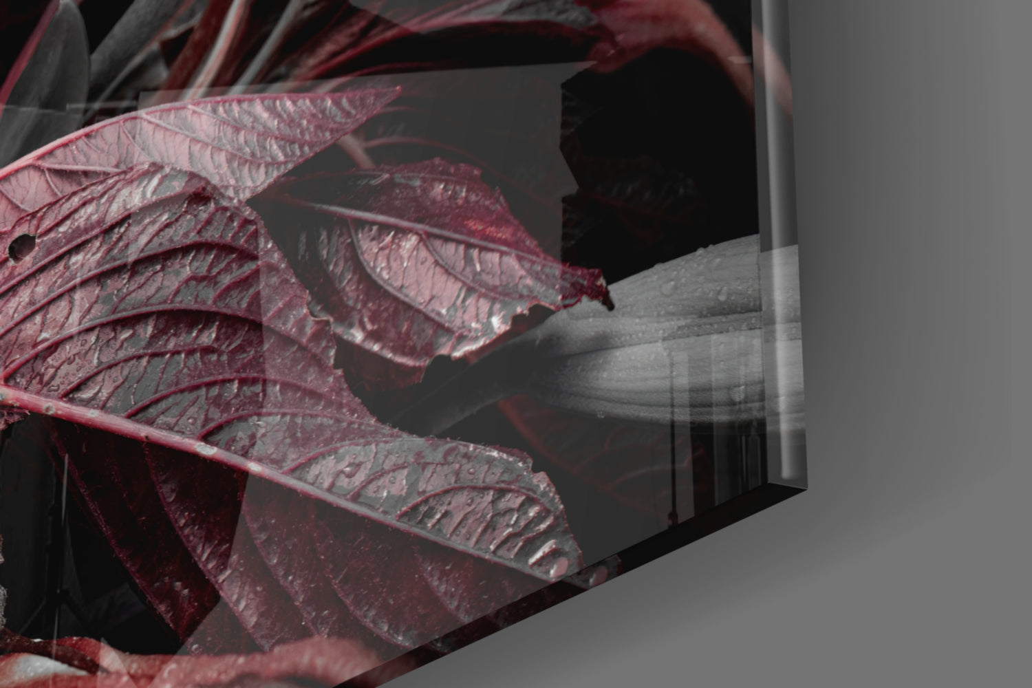 Crimson Dewy Lilies on Black Glass Wall Art