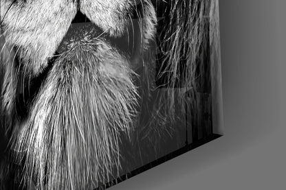 Amber Gaze Monochrome Lion Glass Wall Art